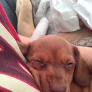 Meet your Posher, Chase